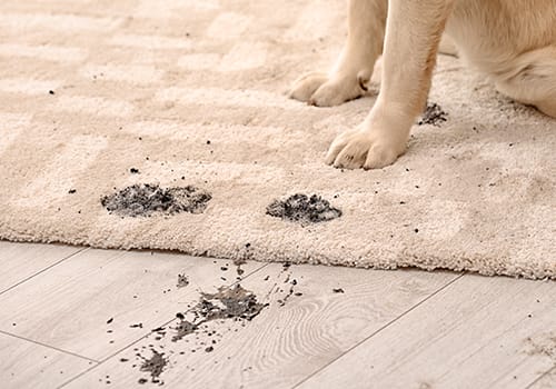 Dial Carpet Cleaning - Pet Stain Removal