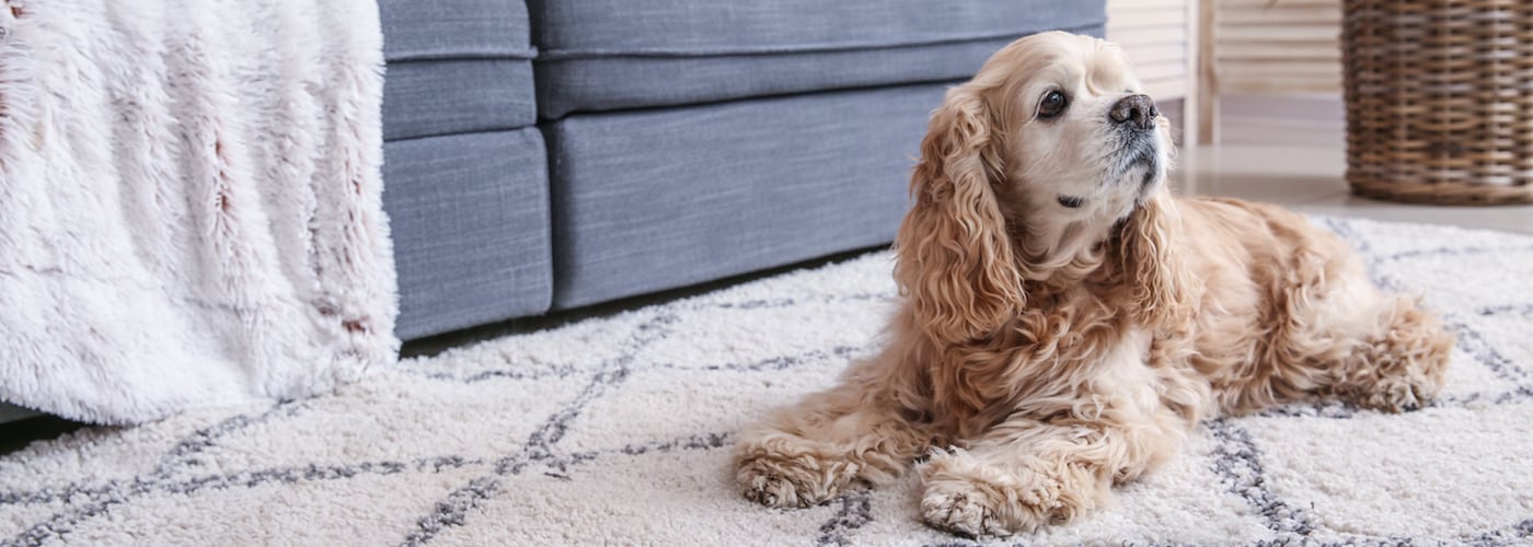 How to Easily Remove Pet Stains From Your Carpet